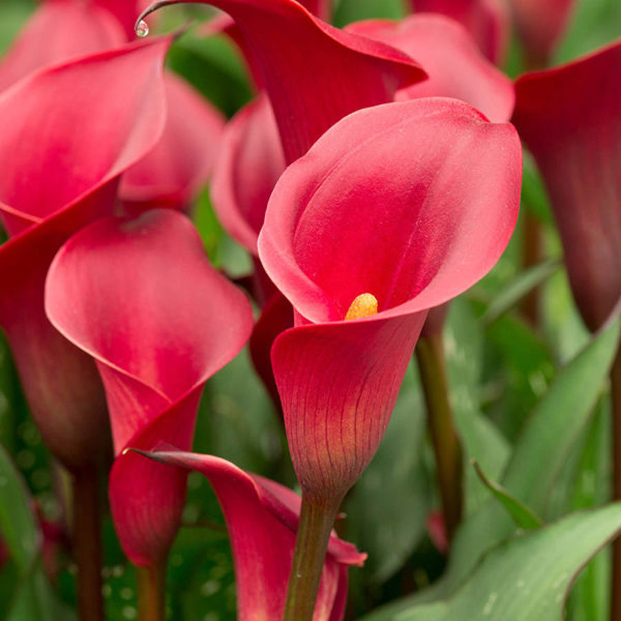 Calla Lilies: A Sculptural Icon in Modern Floral Design